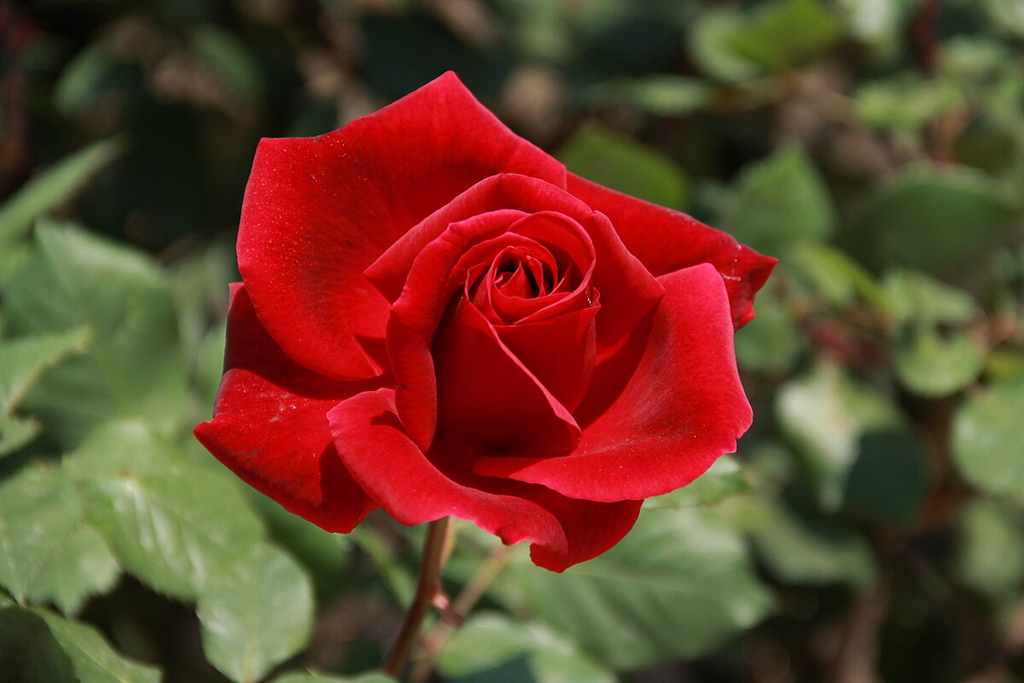 Mr. Lincoln Rose Cuttings to Root (3) - Deep Red Velvet Fragrant - 5-7 Inch