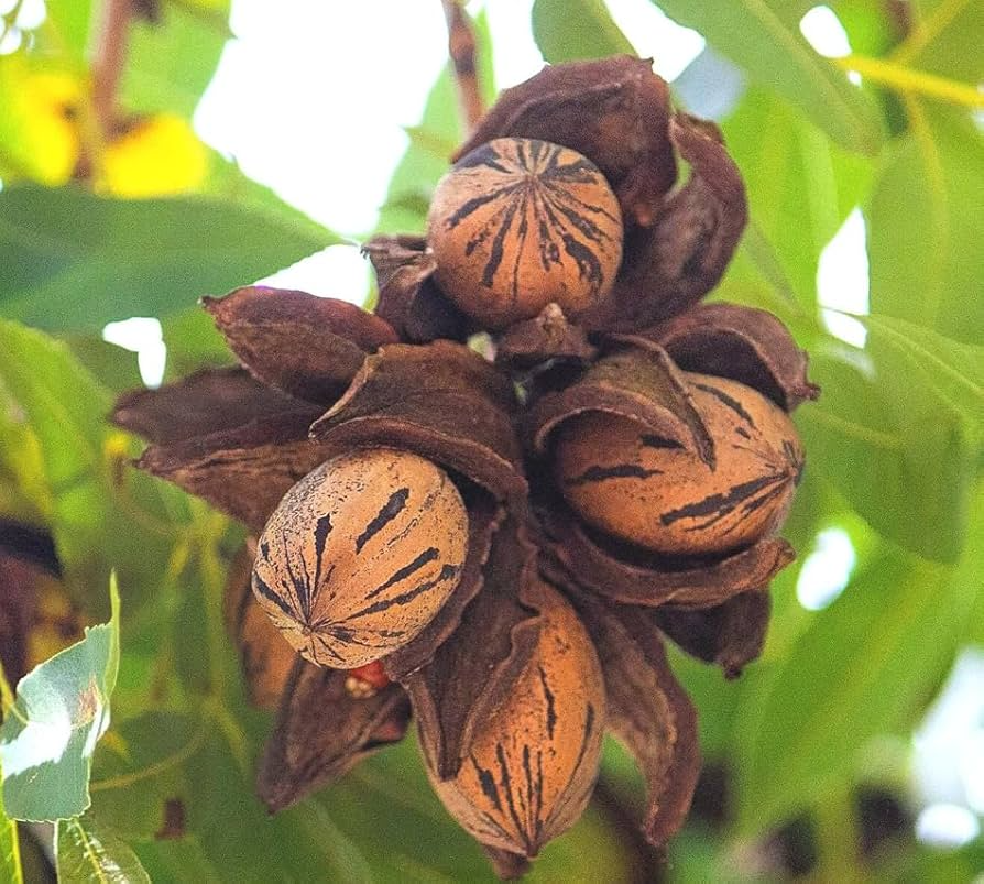 1 Hardy Pecan Tree - Carya illinoinensis | 12–24” Tall Live Bare Root | Edible Nut Tree for Orchards, Yards & Landscapes