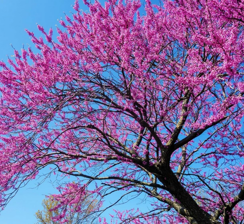 3 Eastern Redbud Trees - Cercis canadensis | 14–18” Bare Root Live Trees | Native Ornamental for Spring Blooms & Landscaping