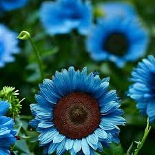 50 Midnight Oil Blue Sunflower Seeds - Rare Hybrid - Stunning Garden Flowers - Easy to Grow - Heirloom Seeds - Unique Floral Beauty