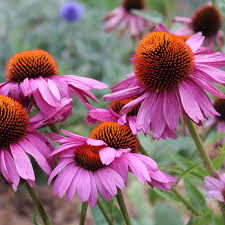 500+ Purple Coneflower Seeds | Echinacea purpurea | Non-GMO Perennial Wildflower for Pollinator Gardens & Borders