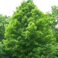 30 Sugar Maple Tree Seeds (Acer saccharum), Fall Color, Edible Maple Syrup Source, Hardy, Shade Tree, Perfect for Landscaping & Gardening