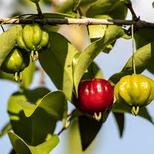 Surinam Cherry Cuttings, Eugenia uniflora, 6 Live Clippings, Tropical Fruit Plant, USDA Zones 9-11