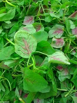 500+ Striped Spinach Seeds | Unique Leafy Green for Salads & Cooking | Colorful Heirloom Variety | Easy Garden Vegetable