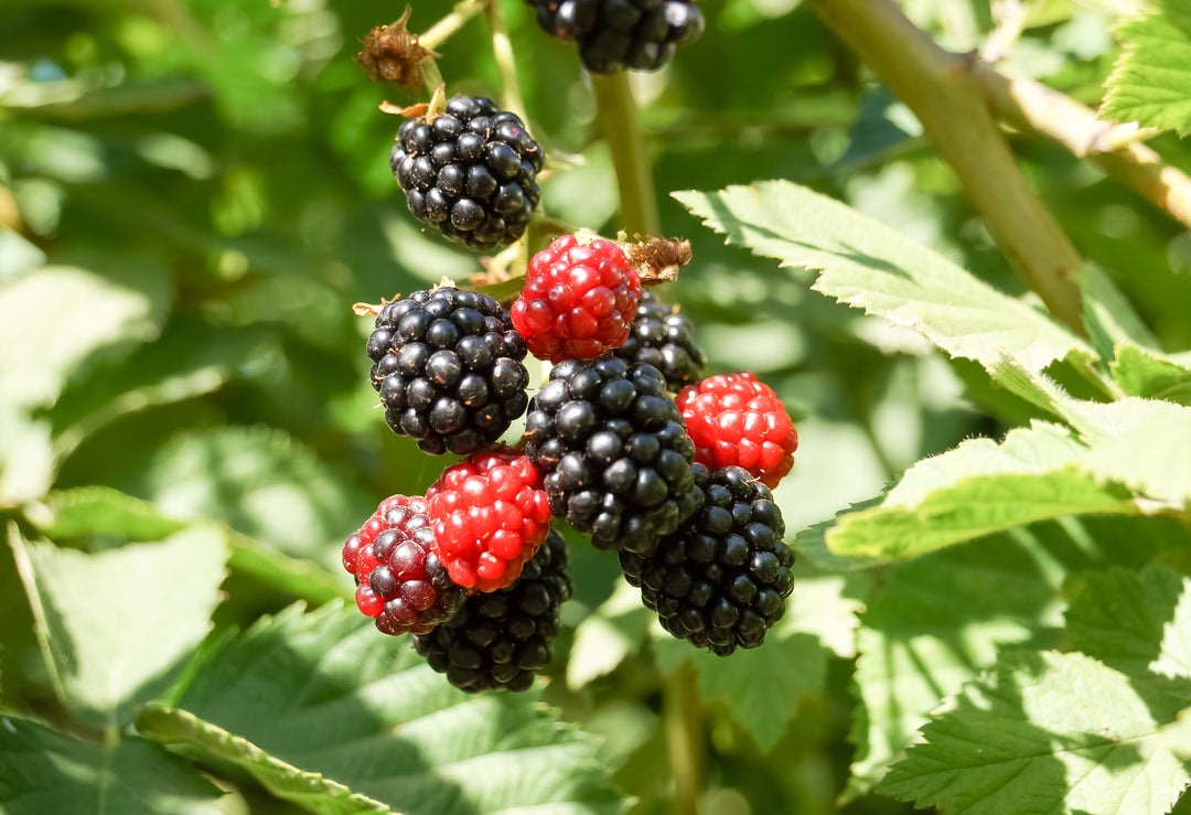 1 Apache Thornless Blackberry Plant - Rubus | Bare Root Fruit Bush | High-Yield Perennial Berry Plant for Home Gardens