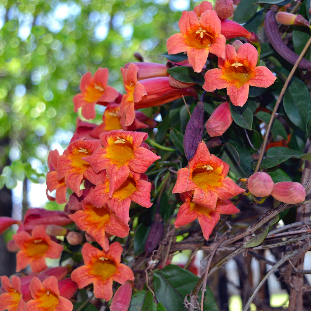 1 Bignonia "Tangerine Beauty" Crossvine Rooted Starter Plant | Bignonia capreolata | Fast-Growing Vine for Garden & Trellises