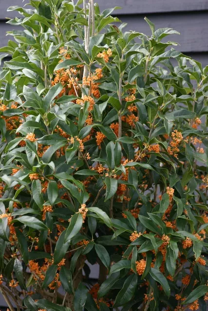 Osmanthus fragrans Apricot Echo Starter Plant Fragrant Tea Olive Rooted Shrub