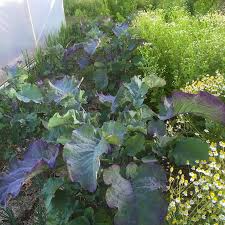 Purple Tree Kale Cuttings - 2 Live Cuttings, Brassica oleracea, Perennial Edible Green