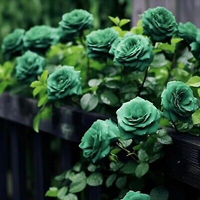 20 Seeds Scottish Green Rose - Rare Heirloom Variety - Unique Deep Green Blooms - Garden Flower Seeds - Exotic Perennial Rose