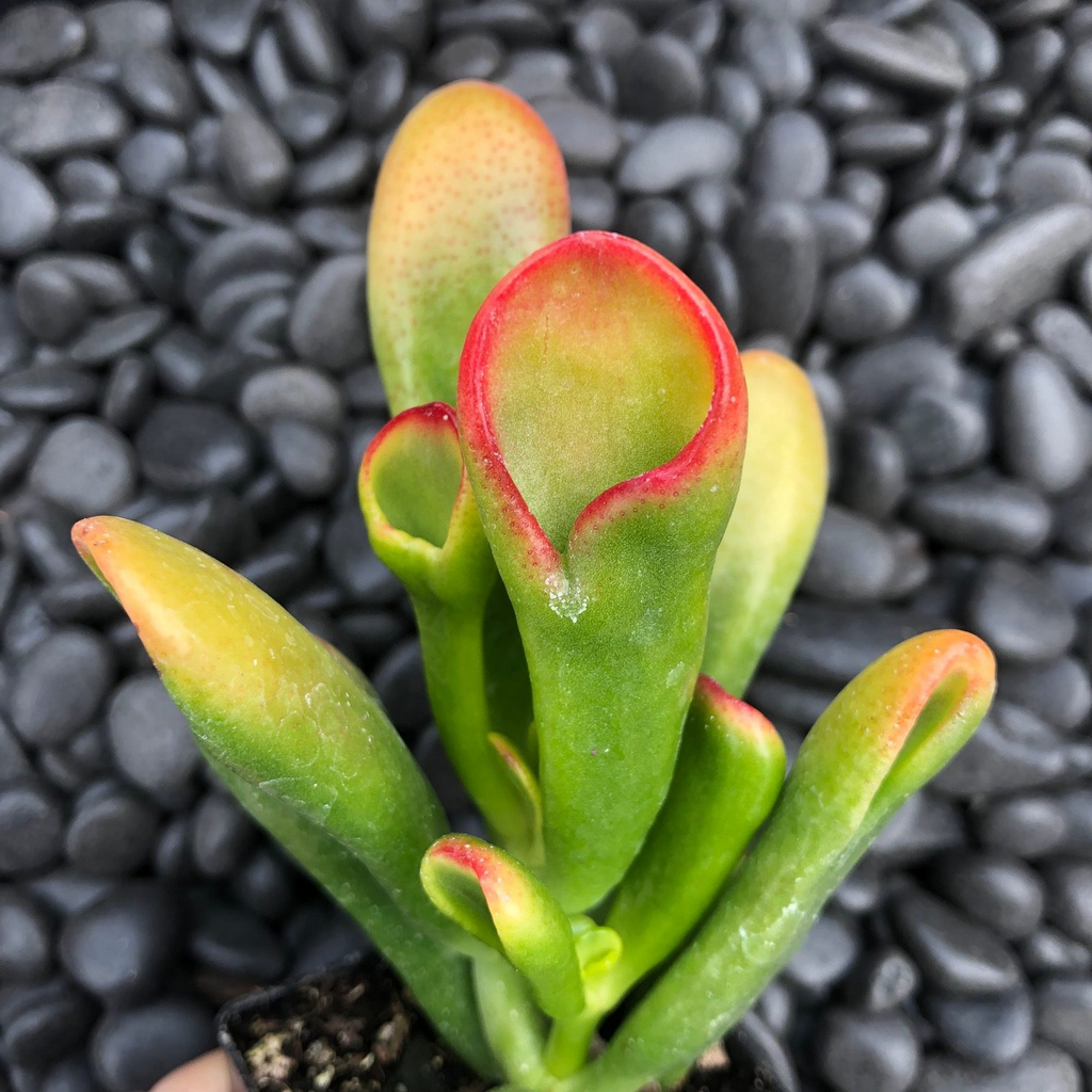Hobbit Jade Live Plant - Crassula 'Shrek Ears' Succulent, Red-Tip Leaves, 6"+ Cutting, Indoor/Outdoor, Zones 10+, No Heat Pack