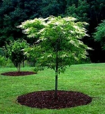 100 Lily of the Valley Sourwood Seeds (Oxydendrum arboreum), Honey Bee Tree, Fragrant White Flowers, Native Tree, Wildlife Friendly