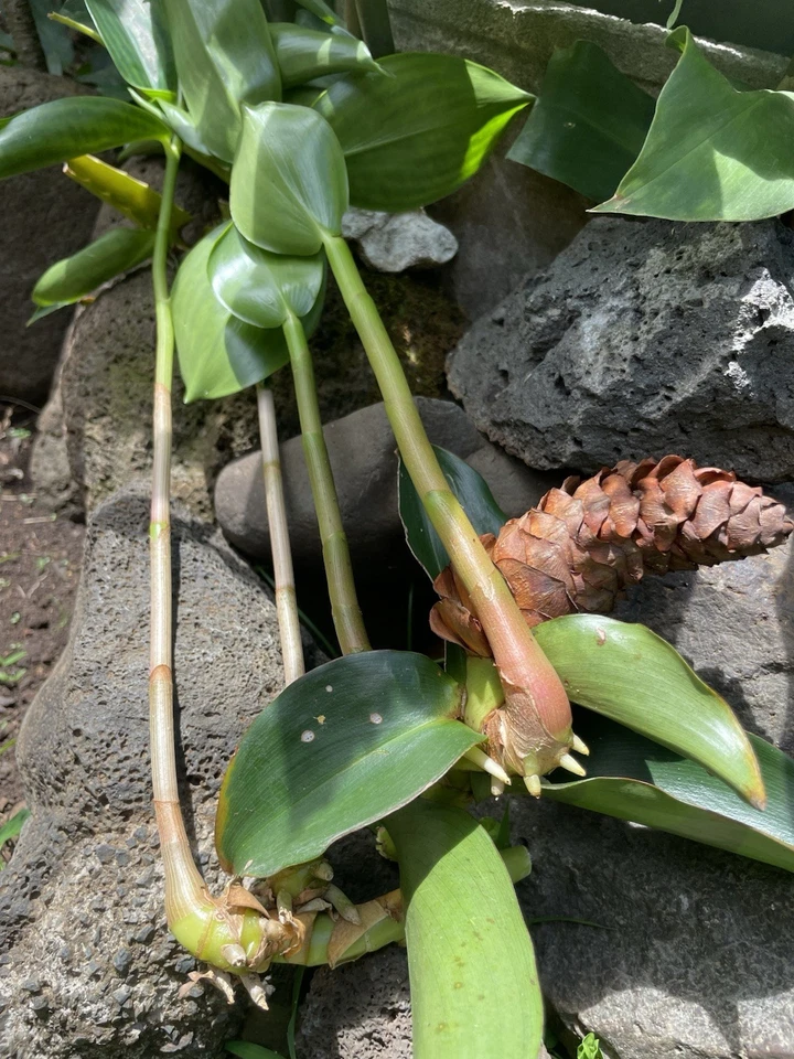 Costus Woodsonii Cuttings - 12 Pcs, Hawaiian-Grown Red Cone Ginger, Organic Shampoo Plant, Fast Rooting, Tropical Beauty, 8-10" Stems