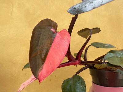 1 Pink Princess Philodendron Plant Unrooted Cutting, Rare Variegated, Philodendron "Pink Princess", Houseplant, Unique Pink & Green Foliage