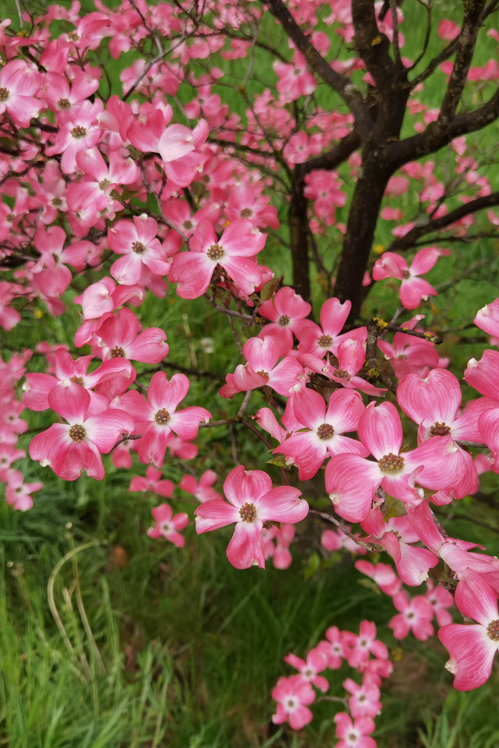 Cornus florida Cuttings - 10 Unrooted Pink Dogwood Stems, Zones 5-9