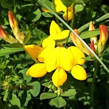 500 Birdsfoot Trefoil Seeds | Lotus corniculatus | Ground Cover & Wildflower for Meadows, Pollinator Gardens | Non-GMO Seeds