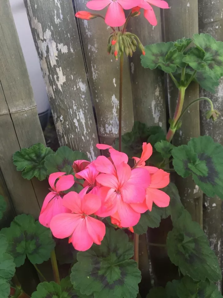 Pelargonium Zonal Geranium, 4 Orange-Pink Flower Cuttings, 6" Unrooted Stems, USDA Zones 9-11