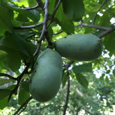 5 Pawpaw Trees - Asimina triloba | 6–8” Tall Live Bare Root Trees | Native Fruit Tree for Edible Landscaping & Food Forests