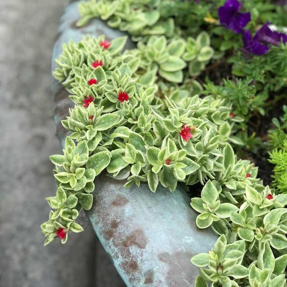 3 Variegated Baby Sun Rose Live Starter Plants - Aptenia Cordifolia Variegata, Trailing Succulent, Low Maintenance Groundcover