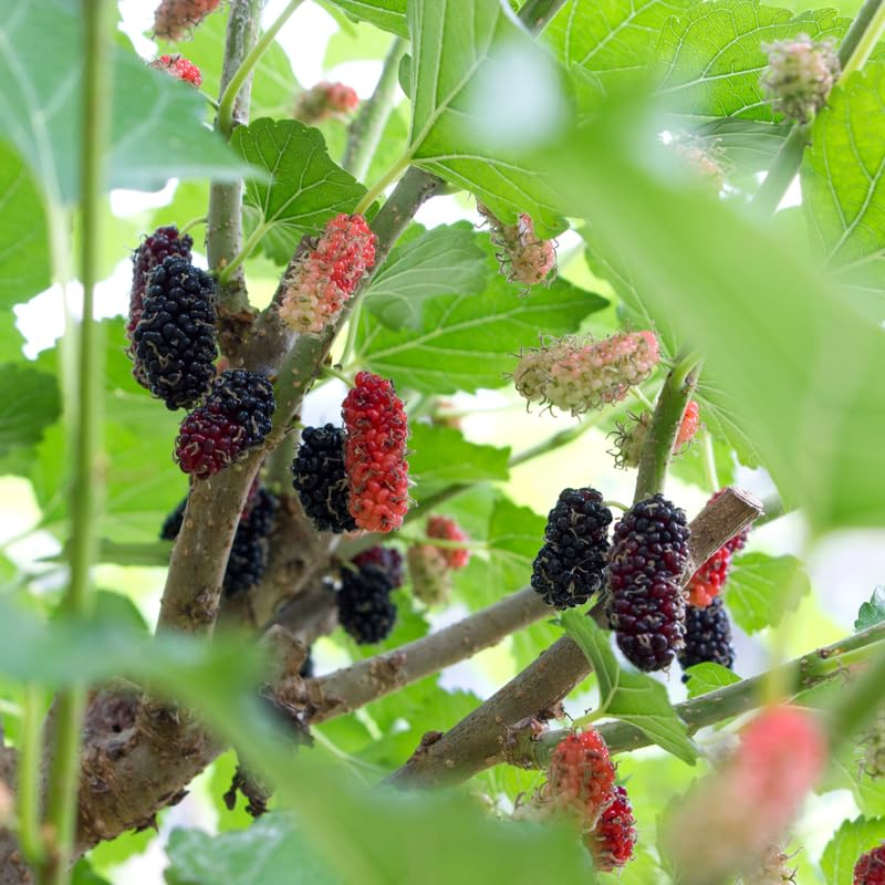 Illinois Everbearing Mulberry Live Plant 3-15" Tall Fruit Tree USDA Zones 4-8