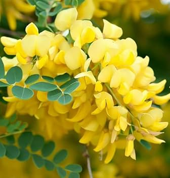 Caragana arborescens Seeds - 25 Count - Siberian Pea Tree - Nitrogen Fixing Shrub - Zone 2-7