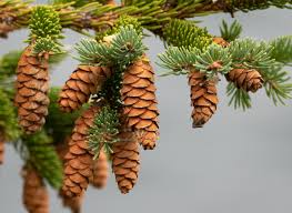 Picea glauca Seeds - 25 Count - White Spruce - Alaska Wild Harvested - Zone 2-6