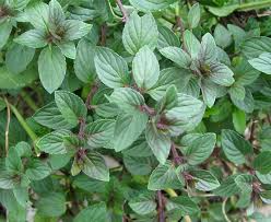 1 Chocolate Mint Small Bush Plant, Mentha x piperita, 8" Tall, Fresh Aromatic Herb, Perfect for Tea & Cooking, Easy to Grow
