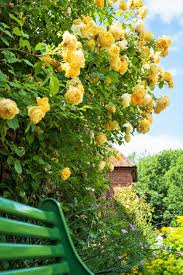 20 Yellow Climbing Rose Seeds - Fragrant Perennial Vine - Fast-Growing Flower for Trellis, Arbors & Fences - Easy to Grow