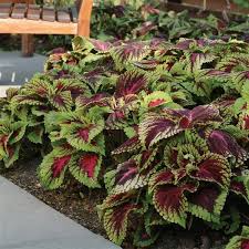 1 Red Giant Kong Coleus Rooted Cuttings - Live Flower, Coleus x hybridus, Colorful Foliage, Indoor/Outdoor Plant