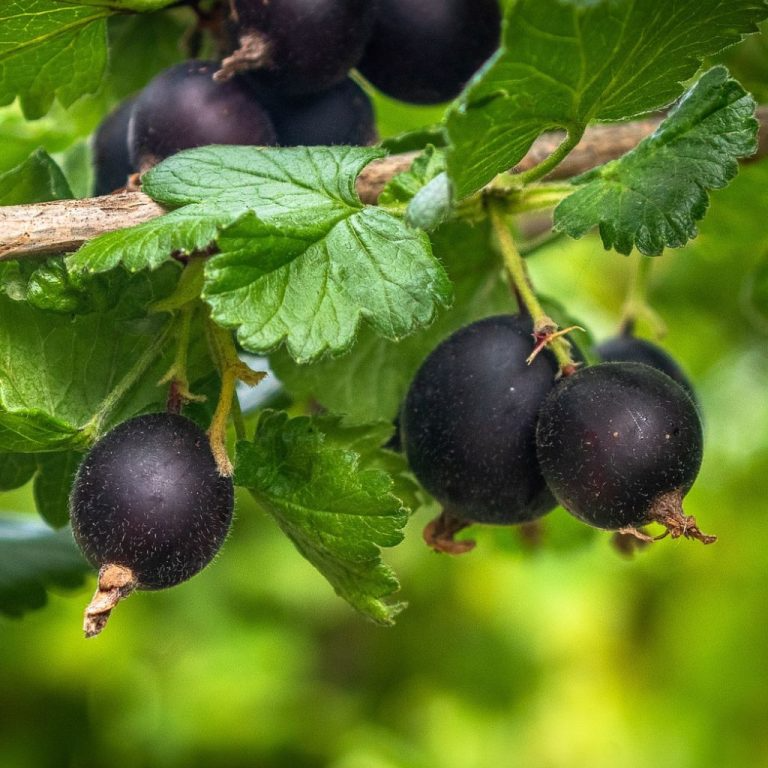 Jostaberry Cuttings - Set of 12 Unrooted Cuttings, Ribes × nidigrolaria, Gooseberry/Black Currant Hybrid