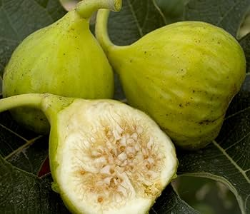 6 pcs Fig Lattarula Italian Honey Fruit Tree Unrooted Cuttings 6-8" - Ficus carica, Sweet Fruit Tree