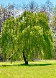 1 Bright Green Weeping Willow Tree - Salix babylonica | 14-24" Bare Root | Fast-Growing Shade Tree for Landscaping