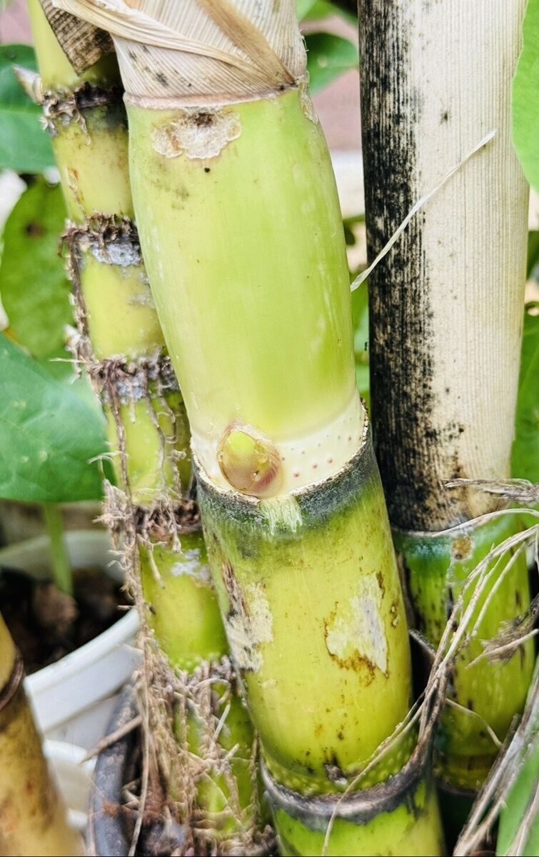 3 Green Sugarcane Cuttings Ready to Plant Sweet Juicy Stalks Tropical Grass