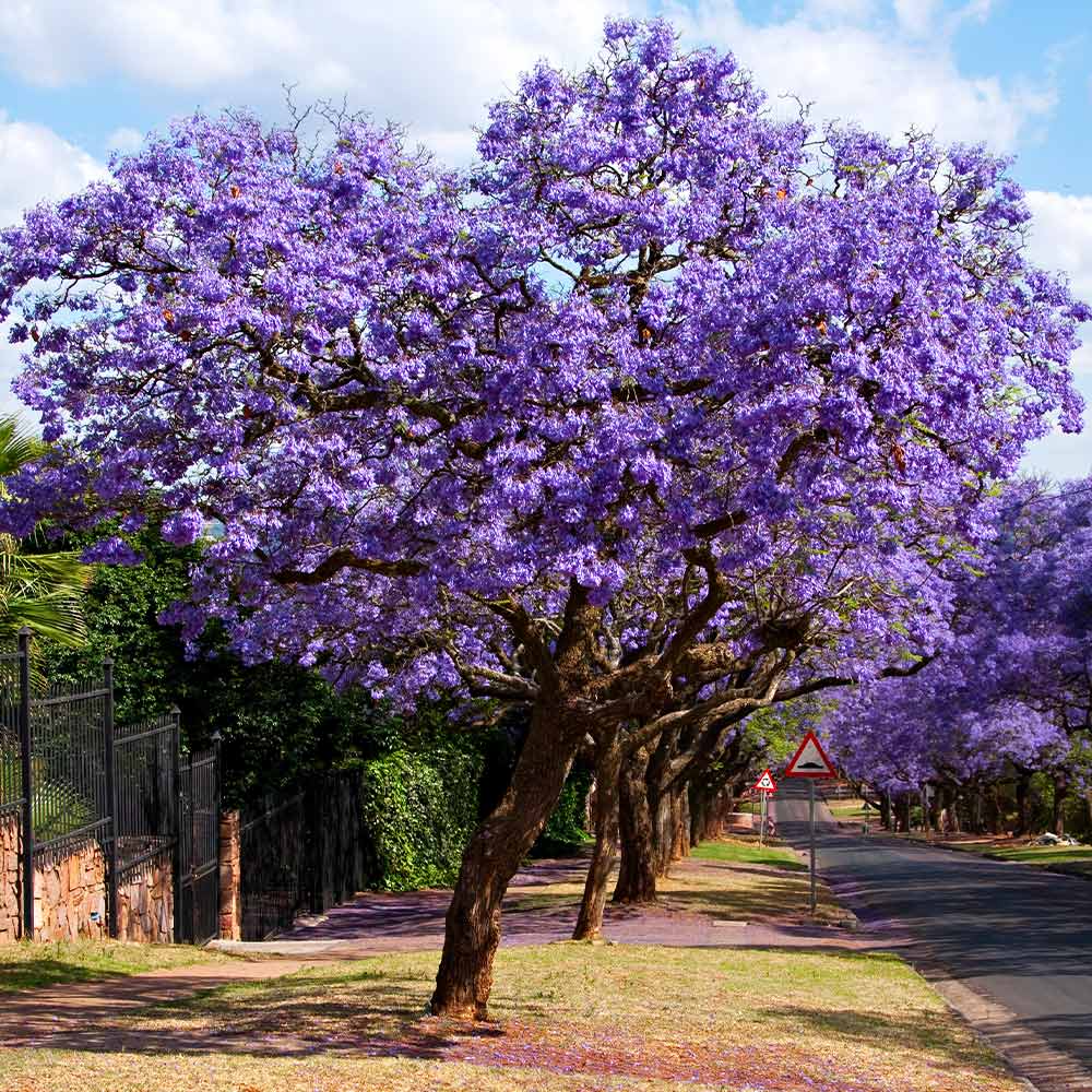 50 Blue Jacaranda Tree Seeds | Jacaranda mimosifolia | Fast-Growing Ornamental Tree with Purple Flowers | Non-GMO Tropical Seeds