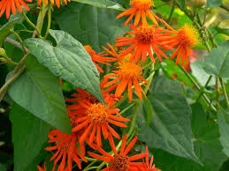 Mexican Flame Vine Cuttings - 10 Live Cuttings, Pseudogynoxys chenopodioides, Orange Flowering Vine