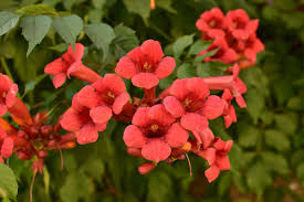 Red Trumpet Vine Cuttings, Campsis radicans, 12 Live Clippings, Perennial Vine, Hummingbird Plant, USDA Zones 4-9