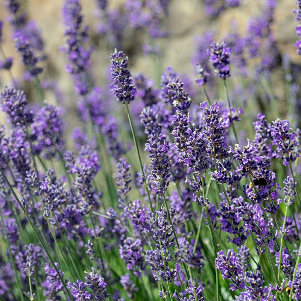 150 English Lavender Seeds | Lavandula angustifolia | Non-GMO Fragrant Herb and Flower for Borders, Pots & Pollinator Gardens