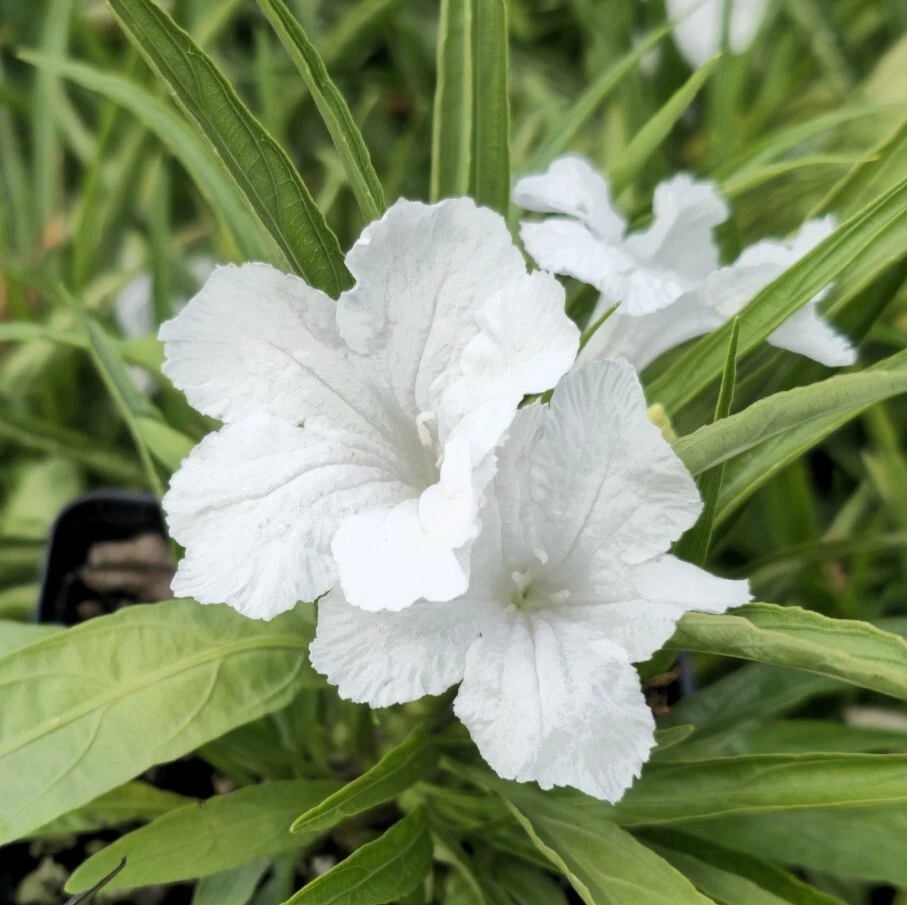 White Mexican Petunia - 10 Rooted Plants, Drought & Wet Soil Tolerant, Full Sun to Shade, Fast Spreading, Pond or Garden Plant, Zones 7-11