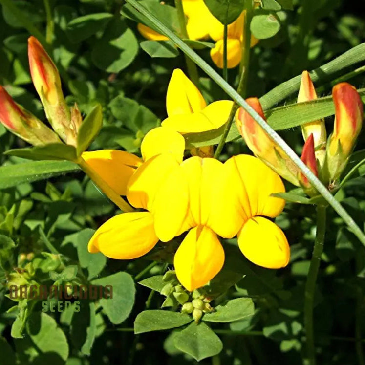 500 Birds Foot Trefoil Seeds | Lotus corniculatus | Non-GMO Ground Cover Wildflower | Fast-Growing for Meadows & Pollinator Gardens