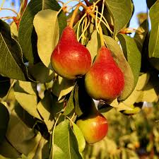 3 Moonglow Pear Tree Scions, Unrooted Cuttings 6-10 Inches for Grafting & Rooting – Pyrus communis, Sweet Edible Pear, Fruit Tree