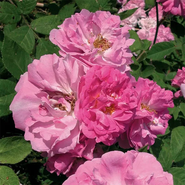 8 Pink Seven Sisters Rose Cuttings – Heirloom Climbing Rose, No Roots, Rare Antique Variety, Old Garden Rose Propagation