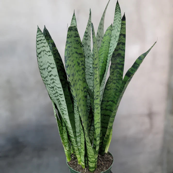 3 Rooted Snake Plants – Sansevieria Zeylanica / Mother-in-Law’s Tongue – Live Indoor Air Purifying Plants in Hawaii Volcanic Soil