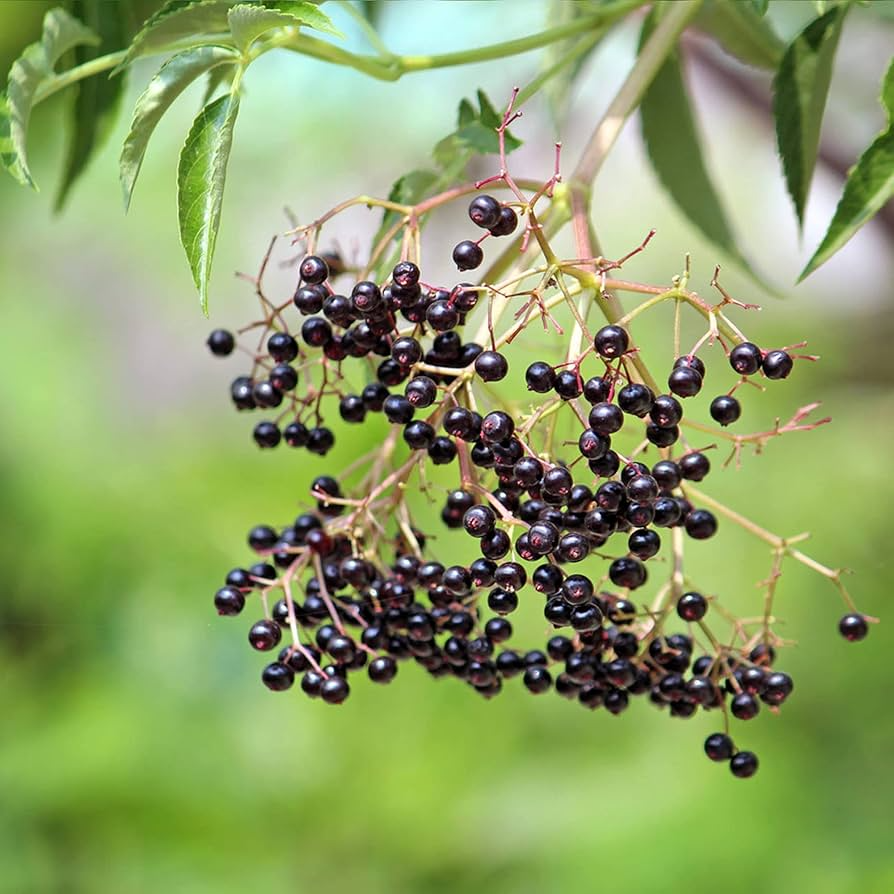 100 Black Elderberry Seeds | Sambucus nigra | Non-GMO Elderberry Bush Seeds for Hedgerows, Landscapes & Wildlife Gardens