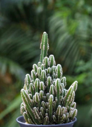 Fairytale Cactus Top Cutting - 9-12" Rooted Rare Cactus, Fast-Growing, Drought-Tolerant, Air-Purifying, Showy Blooms, Indoor/Outdoor Plant