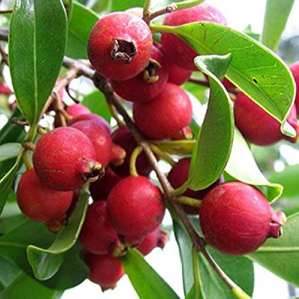 1 Cattley Strawberry Guava Psidium Cattleianum Seedlings 7"-12", Tropical Fruit, Edible Guava, Easy to Grow, Sweet & Delicious Fruit Plant