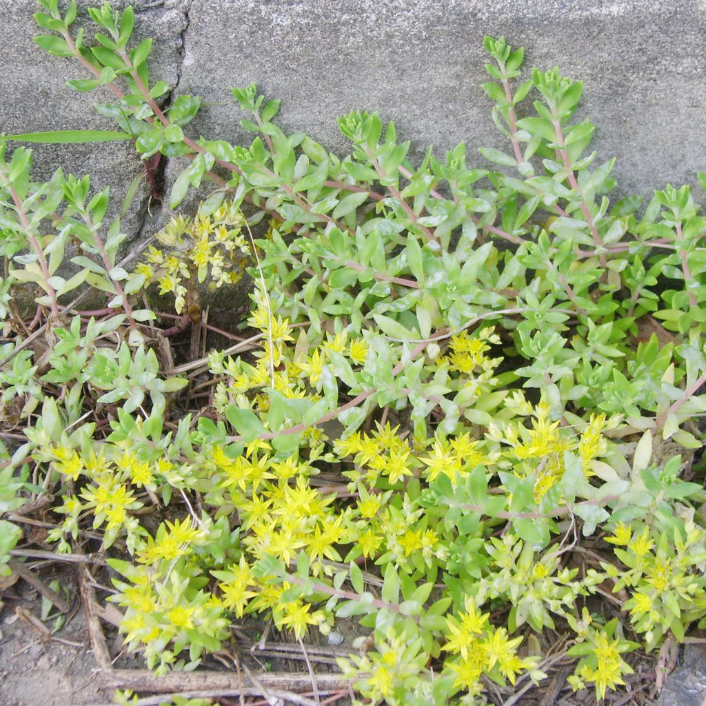 Gold Moss Sedum Cuttings - 20 Live Cuttings, Sedum sarmentosum, Perennial Ground Cover