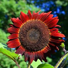 50 Red Sun Sunflower Seeds | Helianthus annuus | Bold Red Blooms for Cut Flowers, Pollinator Gardens, and Summer Landscapes