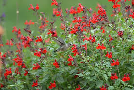 Organic Red Autumn Sage Cuttings - 15 Pcs, Salvia greggii, Drought & Frost Tolerant, Hummingbird Magnet, Culinary Herb, USA Grown, Guaranteed