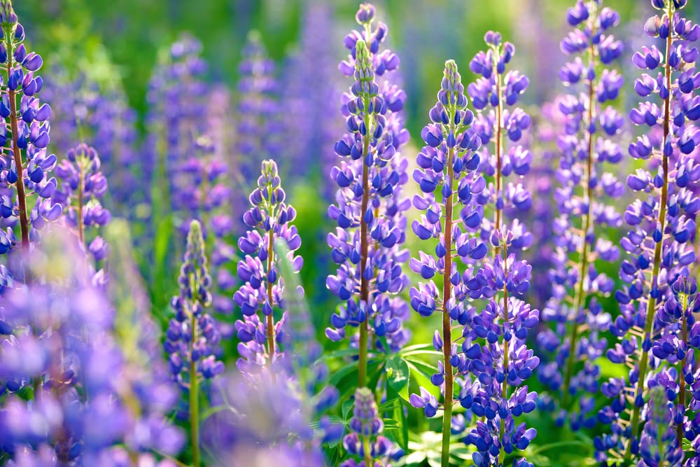 25 Seeds Lupine Perennial Blue for Planting – Lupinus perennis, Blue Flower, Hardy Plant, Easy to Grow, Attracts Pollinators, USDA Zones 3-9