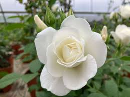 4 Iceberg Rose Unrooted Cuttings - Easy to Root, Rosa 'Iceberg', White Blooms, Perfect for Propagation, Garden or Landscape