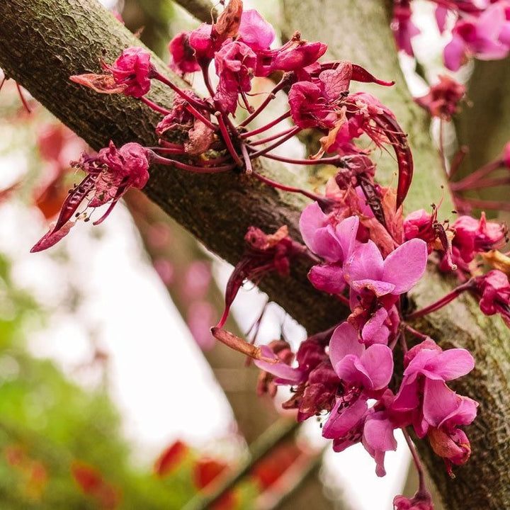 3 Eastern Redbud Trees - Cercis canadensis | 14–18” Bare Root Live Trees | Native Ornamental for Spring Blooms & Landscaping